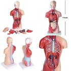 Na Zuiniubi Human Torso Body Atomy Model Heart 6264609345540