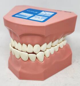 P3b-705 Nissin Tooth Brushing Demonstration Model Flossing Dental Teeth