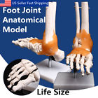 Ppd4317533 Unbranded Life Size Foot Joint Anatomical Skeleton Model Human Medical