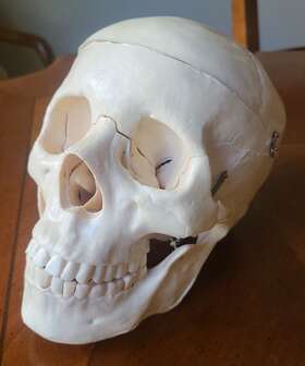 Cs-20 Scientific Supply Budget Skull And Cervical Vertebra Spine Model Medical Science Halloween