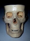 Smd007 Cb Human Skull Mini Anatomy Model Moving Spring Jaw Missing