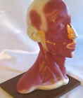 Smd026 Cb Lifesize Human Head Neck Anatomical Anatomy Model New