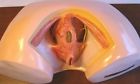 Smd142 Cb Human Female Perineum Anatomy Anatomical Medical Education Model Vagina