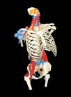 Vc126 American Anatomical Corporation Anatomy Model Skeletal Torso Muscles 758500000739