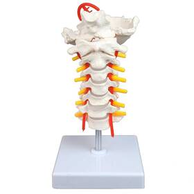 Vav261 Vision Scientific Cervical Spine With Nerves &arteries Life-size