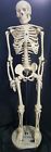 Yce18430p Pfizer Skeleton Teaching Display Medical Anatomical Model Base Celebrex Lab
