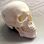 Skull Medical Dental Anatomical Model 1 Removable Lower Jaw And Cranium. Fixed Price $44.99.