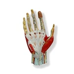 Advanced Anatomical Muscled Hand Joint Model - Medical Human Skeleton Anatomy. Fixed Price $121.54.