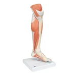 3B Scientific Life-size Lower Muscle Leg Model W/detachable Knee, Part M22. Fixed Price $595.00.