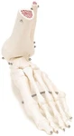 Anatomical Skeleton Foot A31L Left Rigid W/ Wire Tibia Fibula 3B Scientific New. Fixed Price $29.99.
