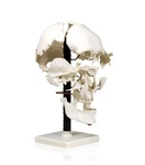 Vision Scientific VAL250-CC3 Beauchene Skull Model With Carrying Case. Fixed Price $140.76.