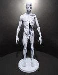 Human Anatomy, Maximum Detailed 12K Resin Model Kit 3D Printed Diy Figure. Fixed Price $170.00.