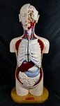 Denoyer-geppert Advanced Knowbody Human Torso. Autographed + Dated 1994. 35. Fixed Price $995.00.