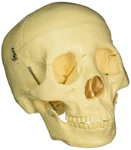 Budget Life-size Skull. Fixed Price $68.20.