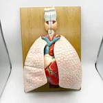 Denoyer Geppert Anatomical Model Anatomy 01792-00 Cardiopulmonary. Fixed Price $235.00.