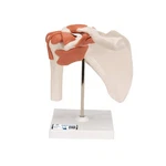 3B Scientific Functional Right Shoulder Joint Model Stand. Fixed Price $146.98.