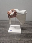3B Scientific Functional Shoulder Joint A80. Fixed Price $75.00.