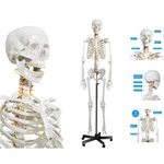 Portable Anatomical Skeleton Model - 70.8 In With 3 Educational Posters & Wheels. Fixed Price $232.74.