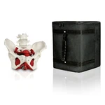 Vision Scientific VAP216-CC3 Female Pelvis With Organs Pelvic Floor Muscles. Fixed Price $122.40.