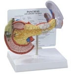 Pancreas Gallbladder Spleen Anatomical Model Gpi Lfa #3330 Make Us Offer!. Fixed Price $74.70.