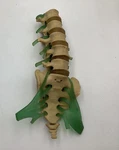 Medical Plastics Laboratory Deluxe Lumbar Spine Anatomical Model SLV-4015. Fixed Price $49.00.