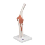 3B Scientific Functional Human Elbow Joint Model With Ligaments A83. Fixed Price $39.00.