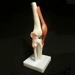 1:1 Size Human Knee Joint Simulation Model Medical Anatomy Education Us Stock. Fixed Price $35.99.