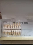 Kilgore International Dental Study Model Teeth. Right U/l Quadrants. B3-305(R16). Fixed Price $20.00.