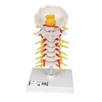 3B Scientific A72 Cervical Human Spinal Column Anatomical Model W/ Smart Anatomy. Fixed Price $69.00.