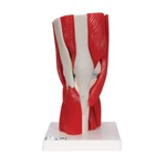 3B Scientific Human Knee Joint Model W/ Removable Parts, 12PT A882. Fixed Price $339.95.
