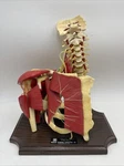Vintage Medical Plastics Laboratory BP1500 Deluxe Shoulder Brachial Plexus Model. Fixed Price $395.00.