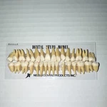 Kilgore Typodont Teeth Dental Study Model Set B3-305(32S) For Dentistry Lab. Fixed Price $45.00.