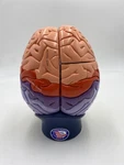 Denoyer Geppert Anatomical Model Anatomy 0172-00 Giant Functional Center Brain. Fixed Price $279.00.