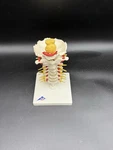 3B Scientific A72 Cervical Human Spinal Column Anatomical Model. Fixed Price $59.00.