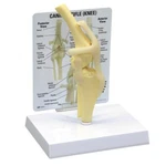 Canine Knee Gpi Anatomical Model W Key Card LFA#9050 Make Us Offer! See Video. Fixed Price $99.35.