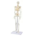 Mini Human Skeleton Model With Metal Stand, 31" Tall Removable Arms. Fixed Price $107.26.
