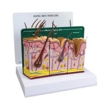Aging Skin Hair Loss Anatomical Model Gpi Lfa #3900 See Video Make Us Offer!. Fixed Price $99.80.