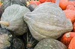 Blue Winter Squash Seeds, Non-gmo, New England Hubbard, Free Ship. Fixed Price $52.99.