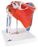 New 3B Scientific Shoulder Joint With Rotator Cuff 5 Part A880. Fixed Price $499.00.