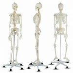 70.8" Life-size Skeleton Model Human Anatomy Medical Students W/rolling Stand. Fixed Price $148.99.