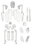 Hbarsci Disarticulated Human Skeleton Model For Anatomy, Life Size 62" High -.... Fixed Price $206.99.