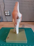 Somso Functional Knee Joint With Ligaments Anatomical Model. Fixed Price $130.00.