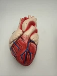 Denoyer Geppert Heart Of America Student Edition Without Stand. Fixed Price $49.00.