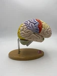 Denoyer Geppert Anatomical Model Anatomy 0172-00 Giant Functional Center Brain. Fixed Price $279.00.