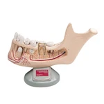 Denoyer Geppert Half Lower Jaw Of Young Person, 3.5 Times Full-size Part Model. Fixed Price $189.95.