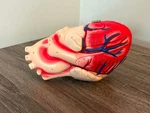 Vintage Anatomical Heart Model Denoyer-geppert 60640 Anatomy. Fixed Price $189.99.