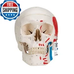 3B Scientific A23 Classic Skull Painted 3-PART Smart Anatomy. Fixed Price $252.70.