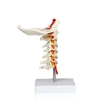 Vision Scientific VAV261 Cervical Spine With Nerves &arteries Life-size. Fixed Price $38.54.