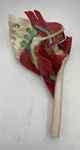 Vintage Medical Plastics Laboratory JH-2500 Deluxe Hip Anatomical Model. Fixed Price $249.99.