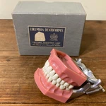 Vtg Colombia Dentoform Dental Articulator Model Teeth Dentist Lab Tool Medical. Fixed Price $75.77.